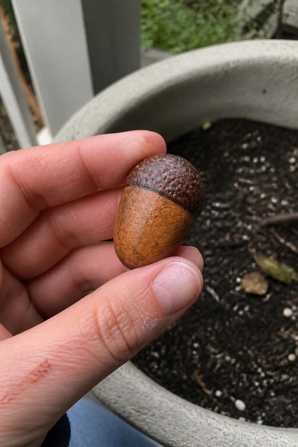 Fingers holding a weathered brown acorn above soil in a gray pot.