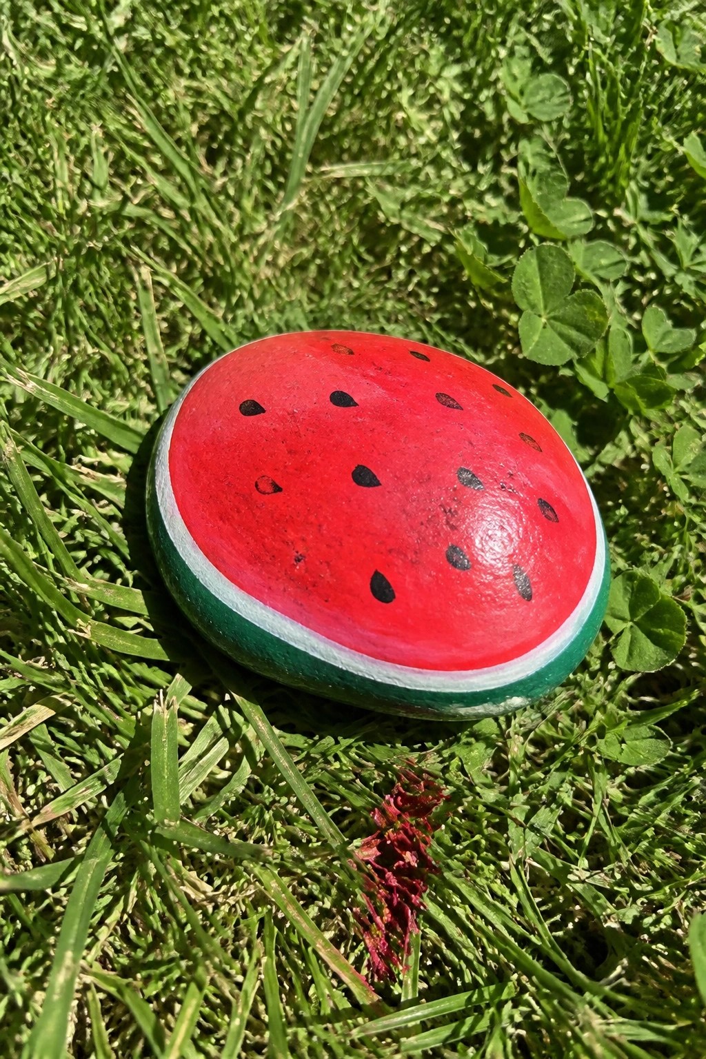 Painted watermelon rock with red flesh, black seeds, green rind on grass