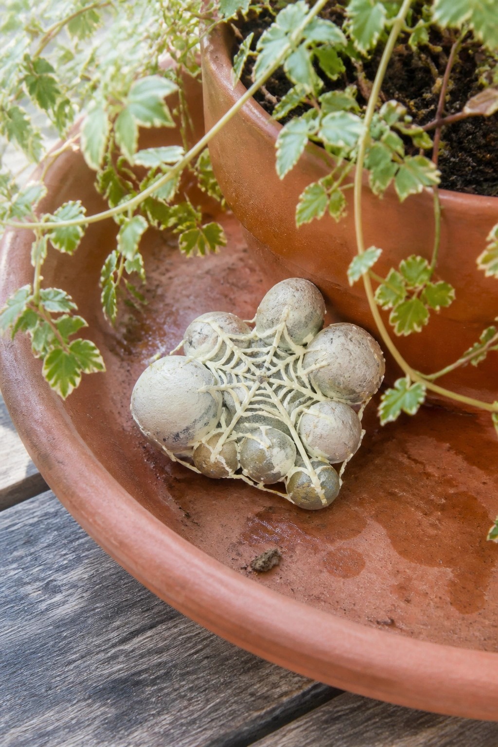 Small rounded stones painted gray-green and connected by white web lines sit in a wet terracotta saucer near potted plants.