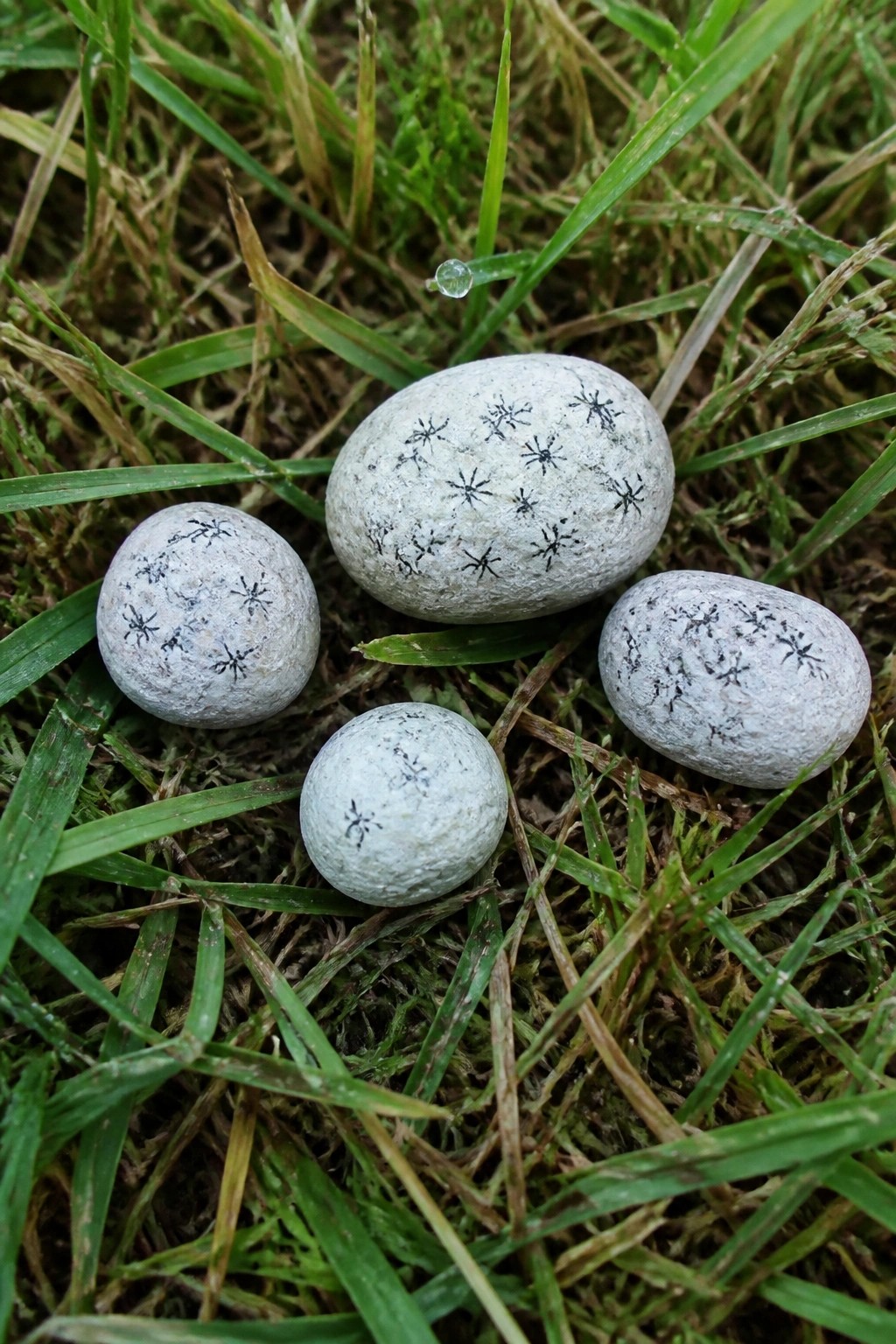 Four gray pebbles with black star patterns on lush green grass.