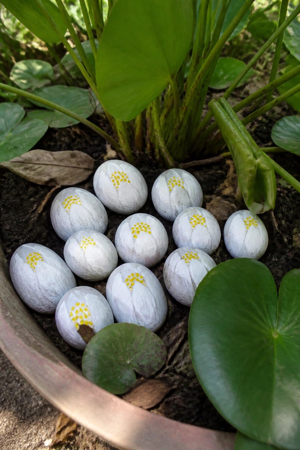 White painted rocks resembling lotus flowers with yellow centers amid green plants.