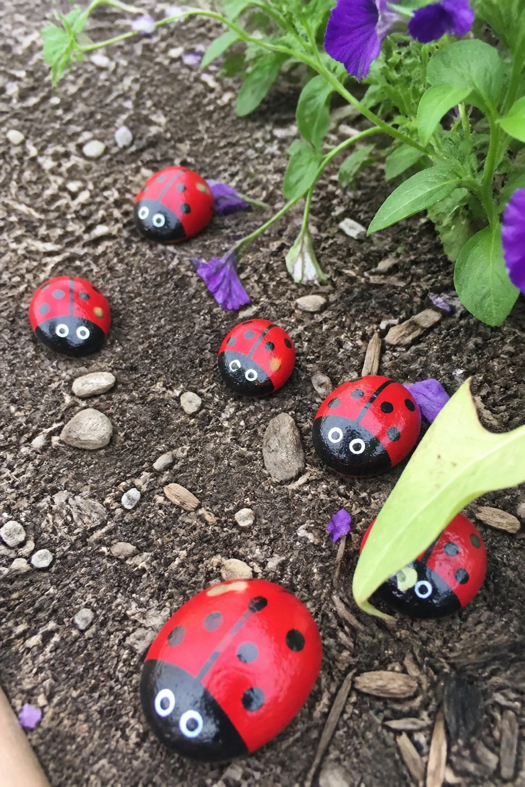 Six painted ladybug rocks on soil near green plants and purple flowers.