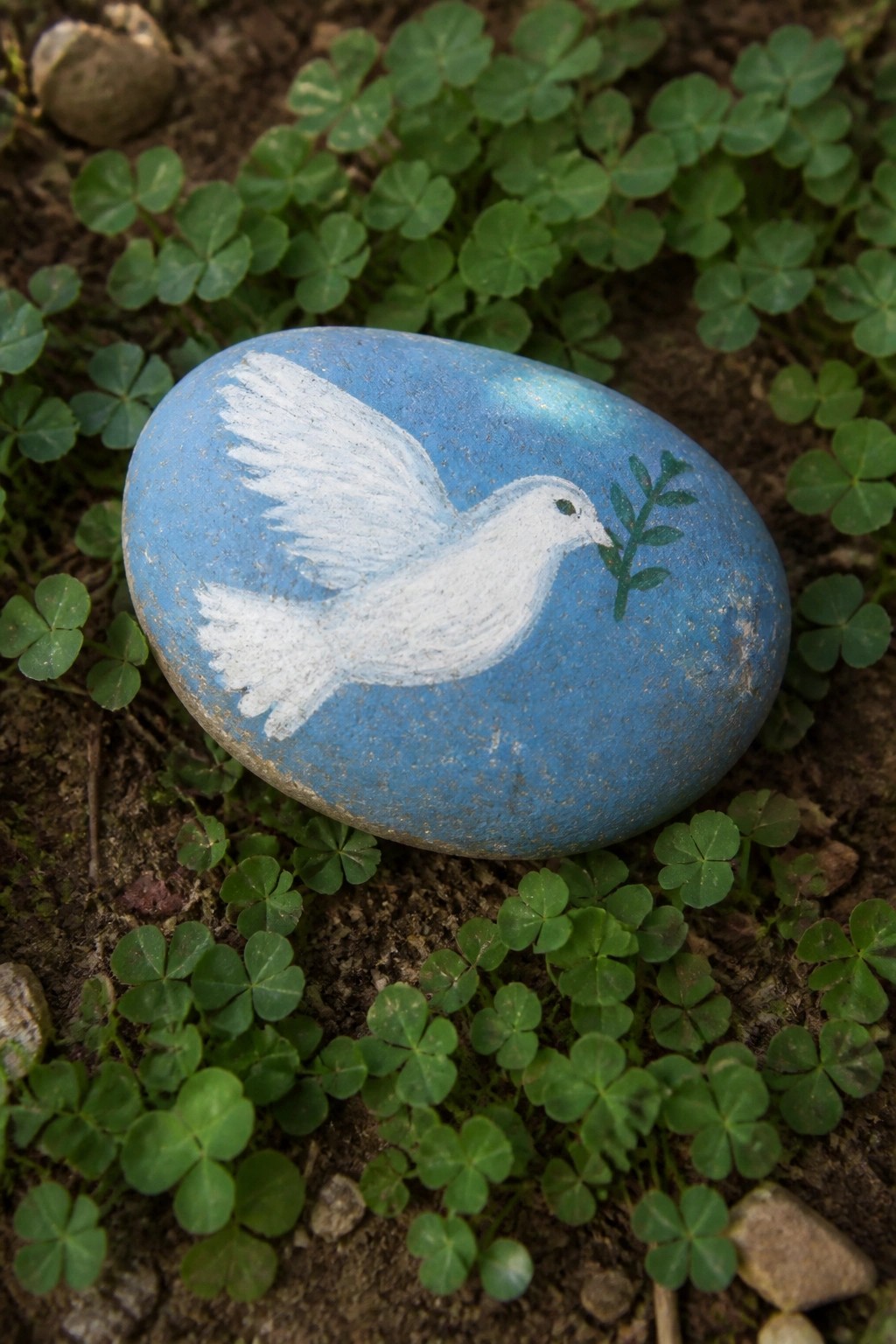 Blue painted rock with white dove holding green olive branch amid clovers