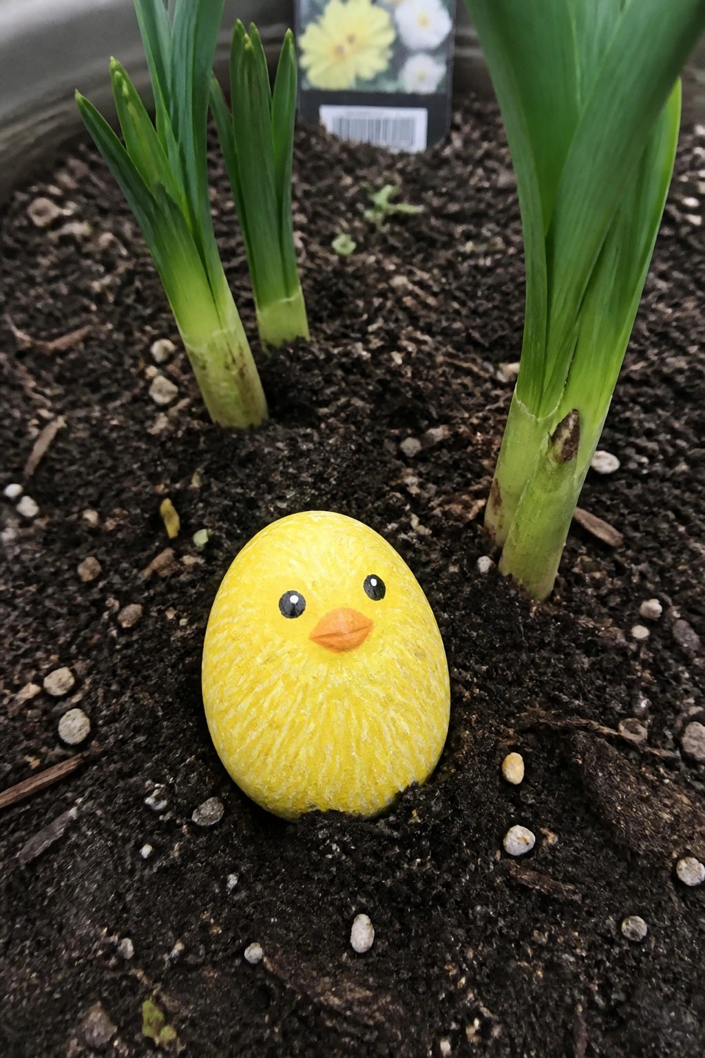 Yellow painted chick rock emerging from soil amid green plant stems