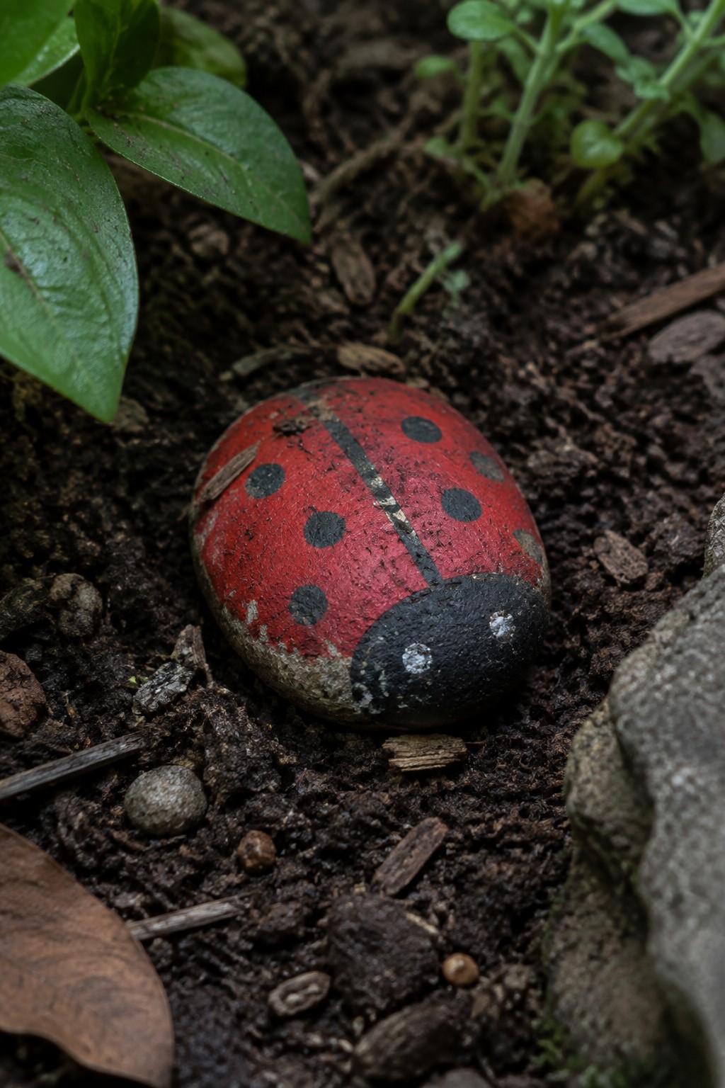 Red ladybug-painted rock with black spots on soil amid green plants.