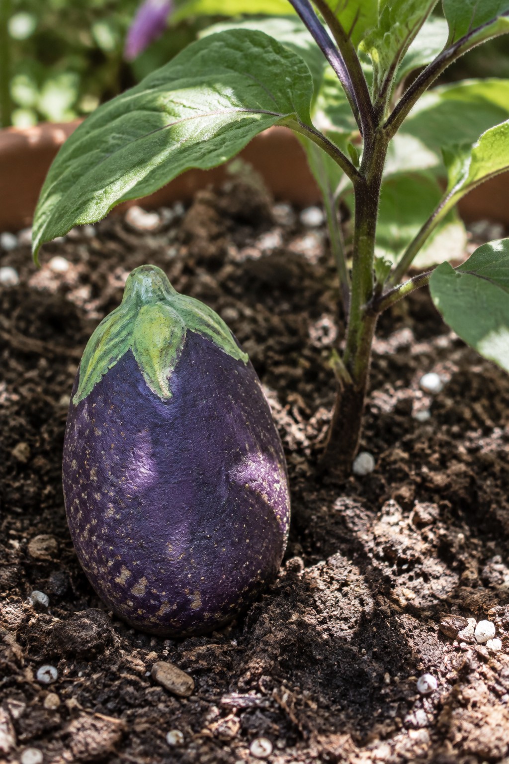 Small purple eggplant with green calyx in dark garden soil by stem