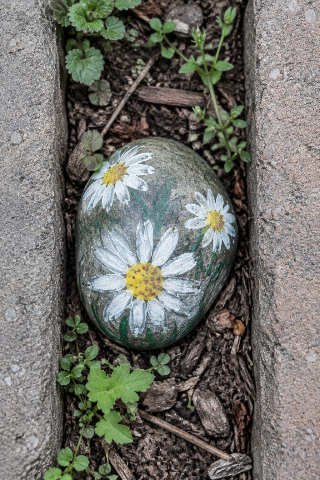 Painted gray rock with white daisies and yellow centers nestled in soil between concrete.