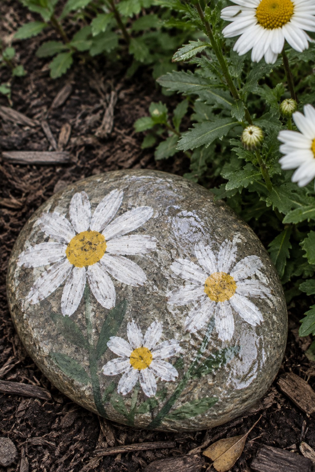 Painted rock with three white daisies and yellow centers on soil